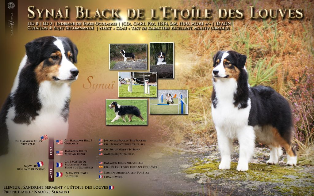 Synaï black De L'étoile Des Louves