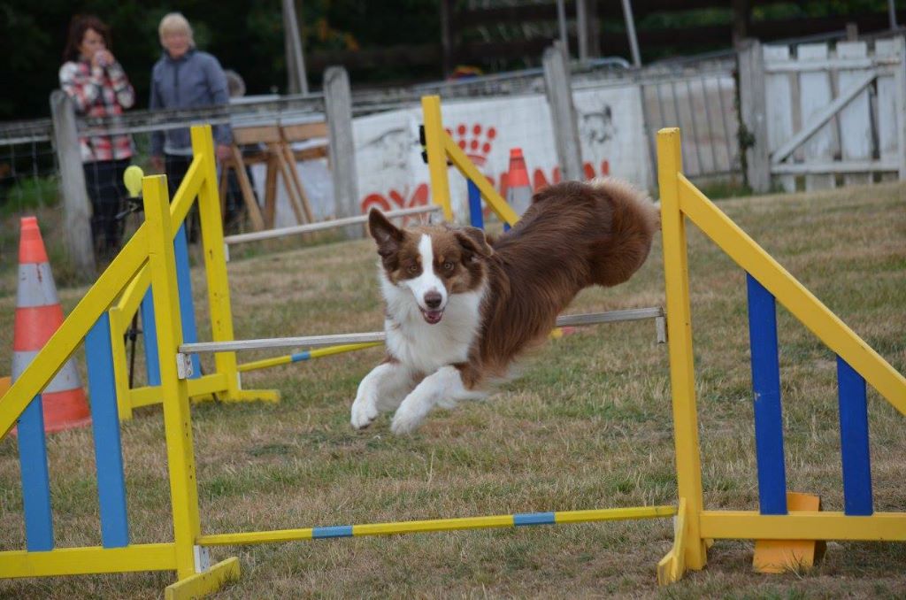 De L'étoile Des Louves - Nouveau Brevet d'agility