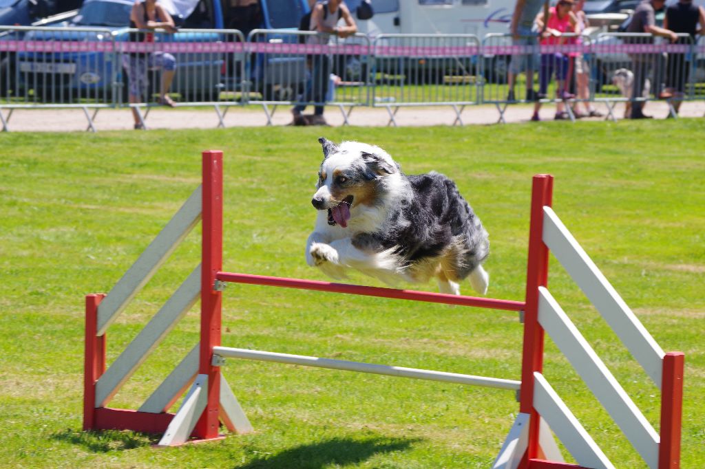 De L'étoile Des Louves - Vice champion de France agility