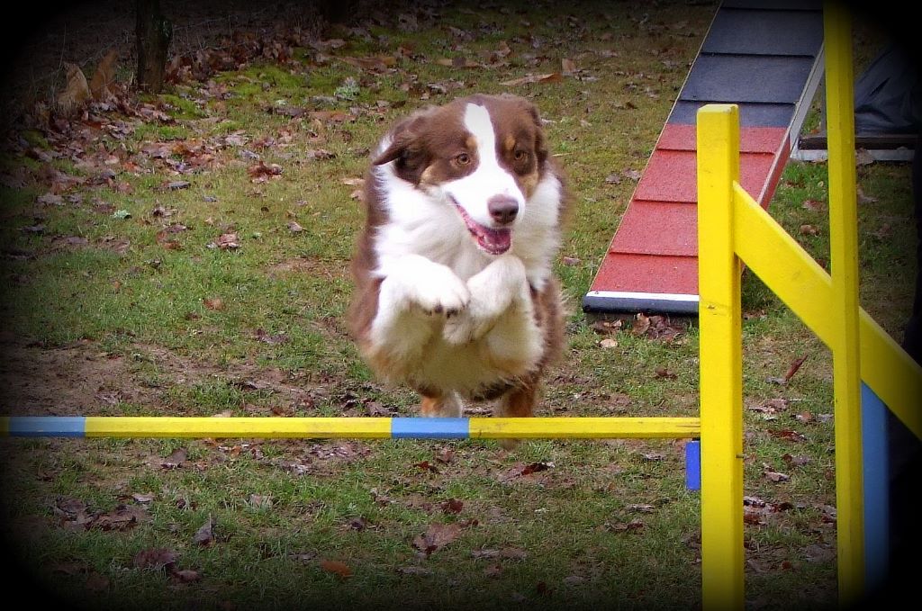 De L'étoile Des Louves - Pass agility