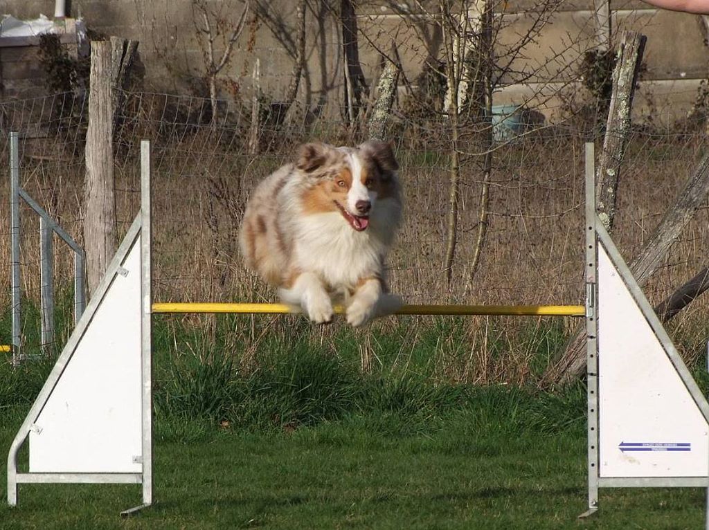 De L'étoile Des Louves - Pass agility