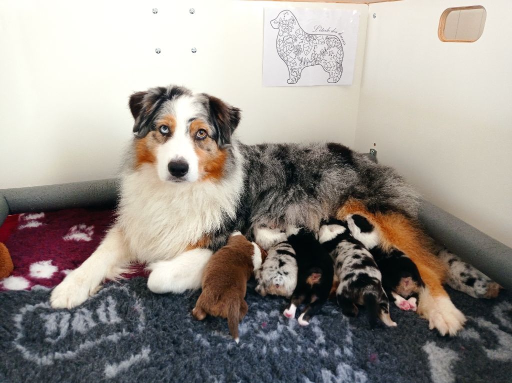 chiot Berger Australien De L'étoile Des Louves