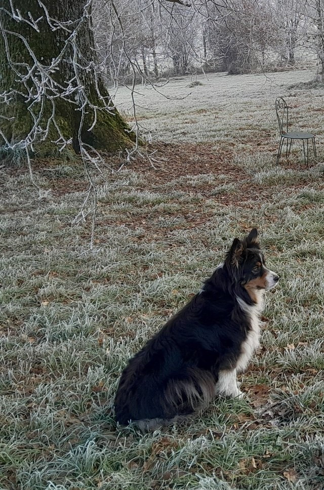 Popsy De L'étoile Des Louves