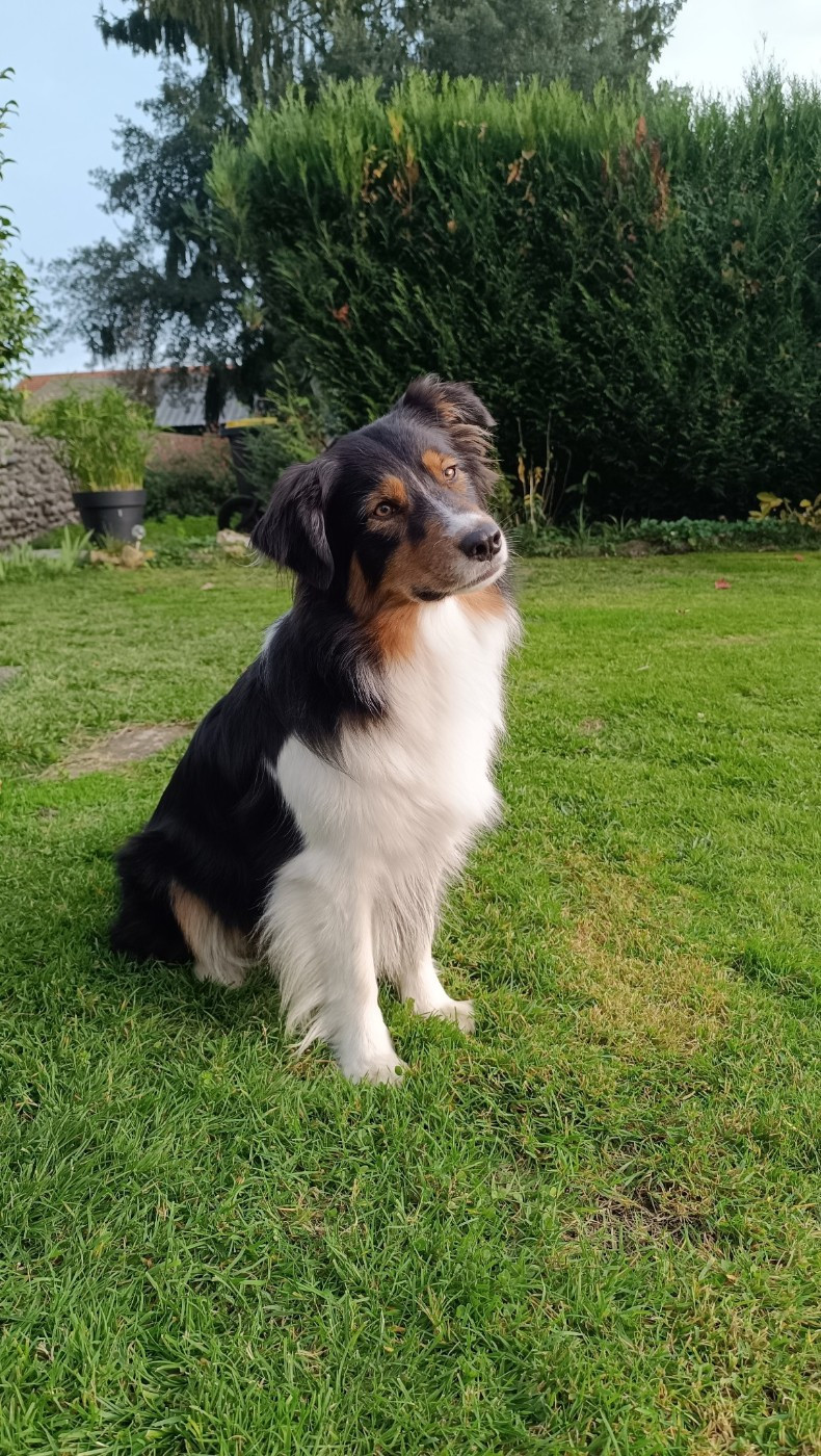 Syrah De L'étoile Des Louves