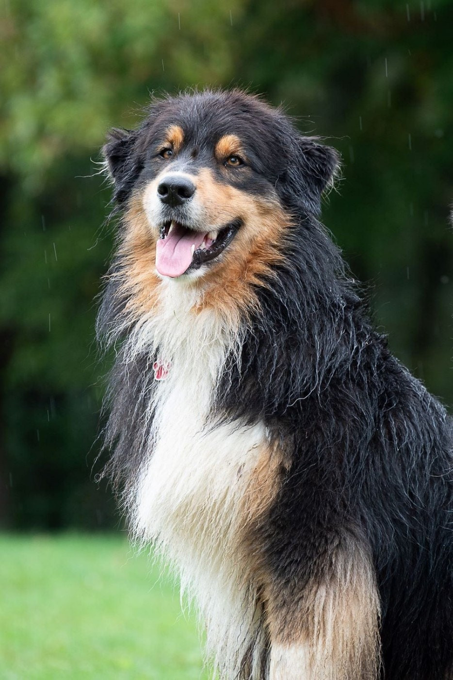 Sysko De L'étoile Des Louves