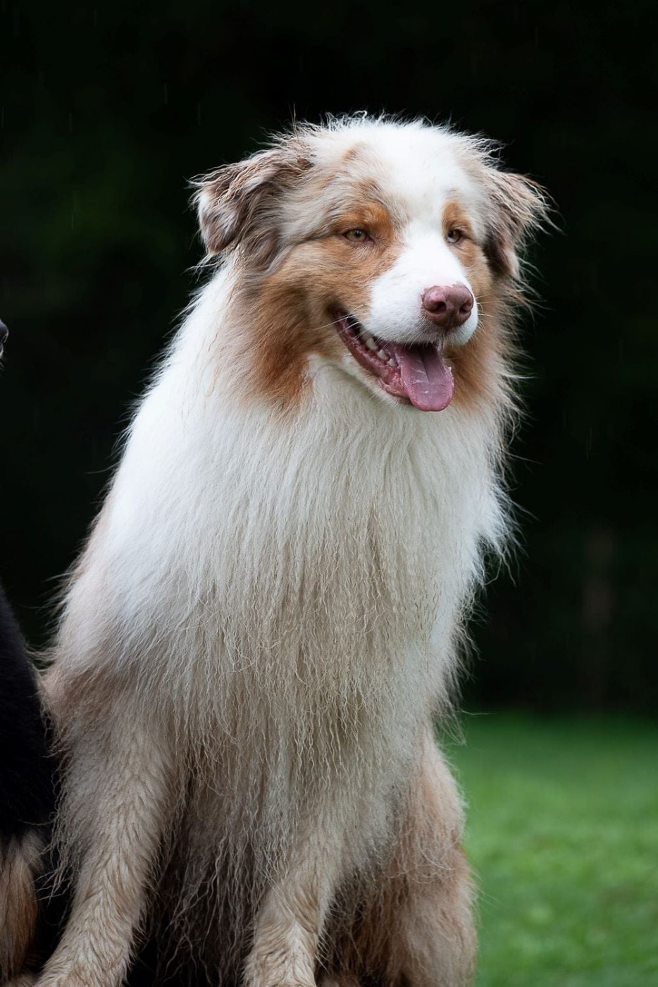 Saïko De L'étoile Des Louves