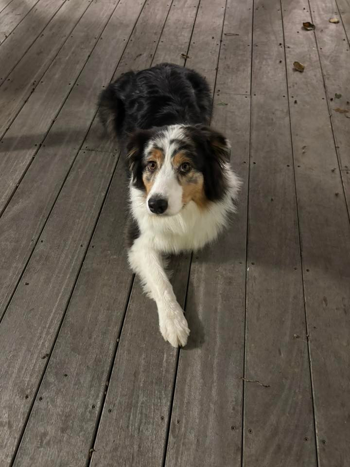 Umy De L'étoile Des Louves