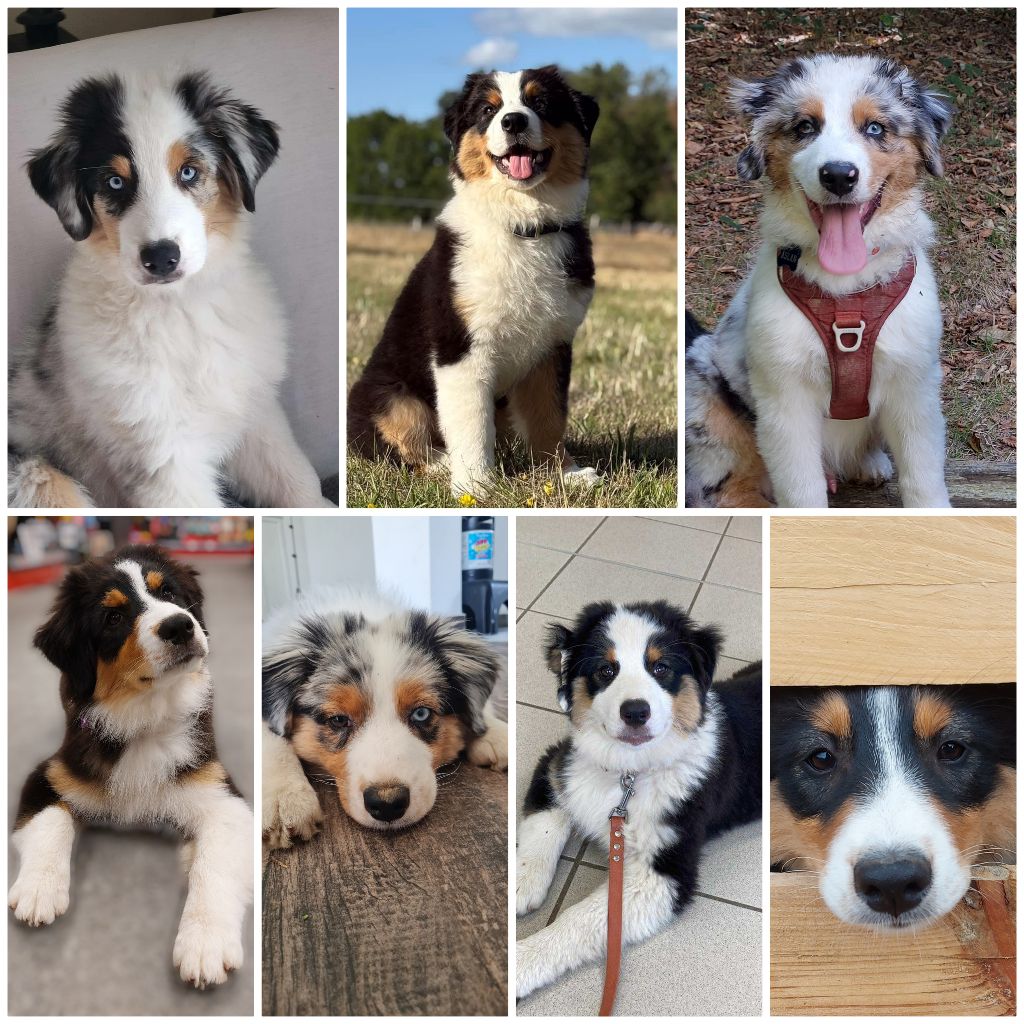 Pas de chiots disponibles 