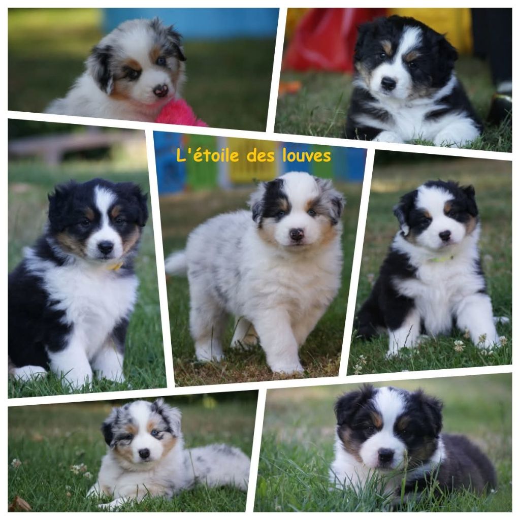De L'étoile Des Louves - 3 chiots disponibles