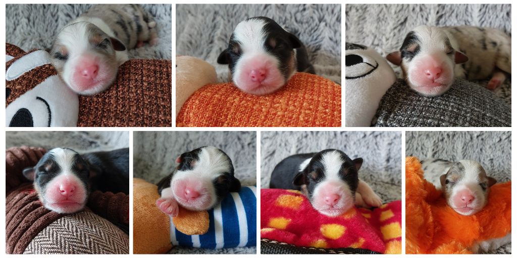 De L'étoile Des Louves - Welcome Babies