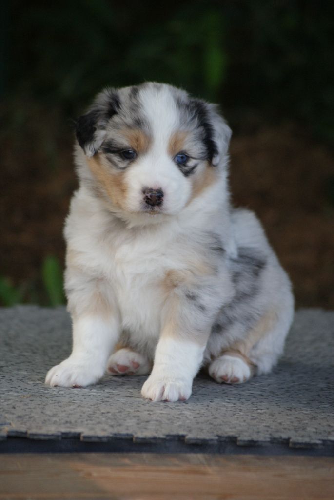 De L'étoile Des Louves - Chiots disponibles - Berger Australien