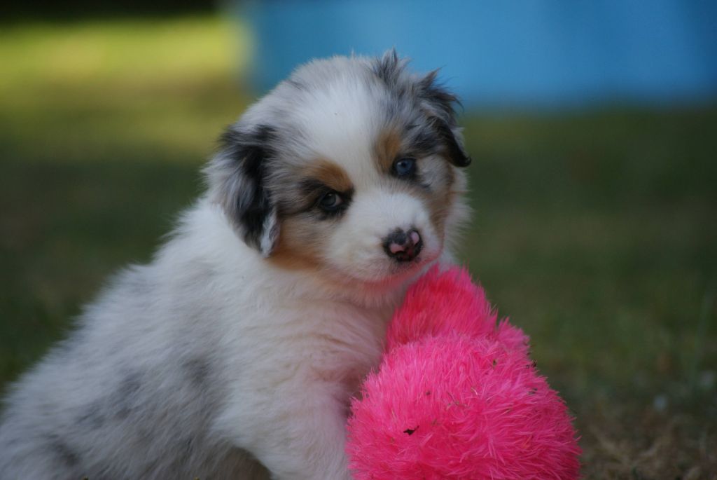 De L'étoile Des Louves - Chiots disponibles - Berger Australien