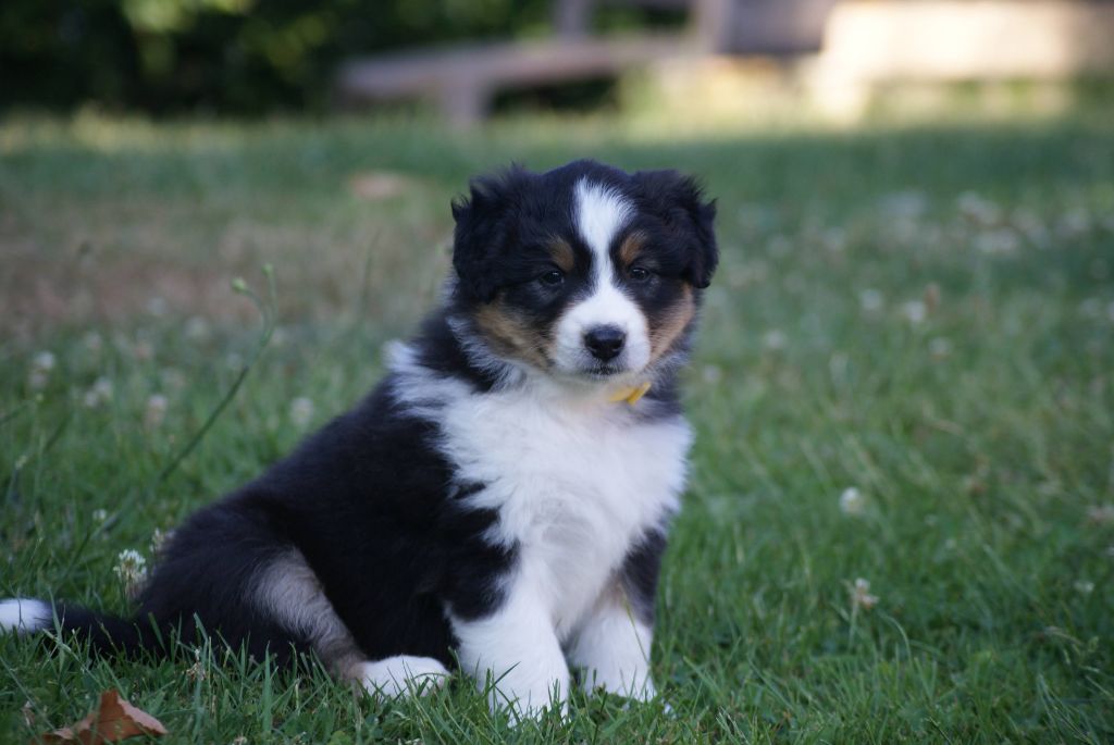 De L'étoile Des Louves - Chiots disponibles - Berger Australien
