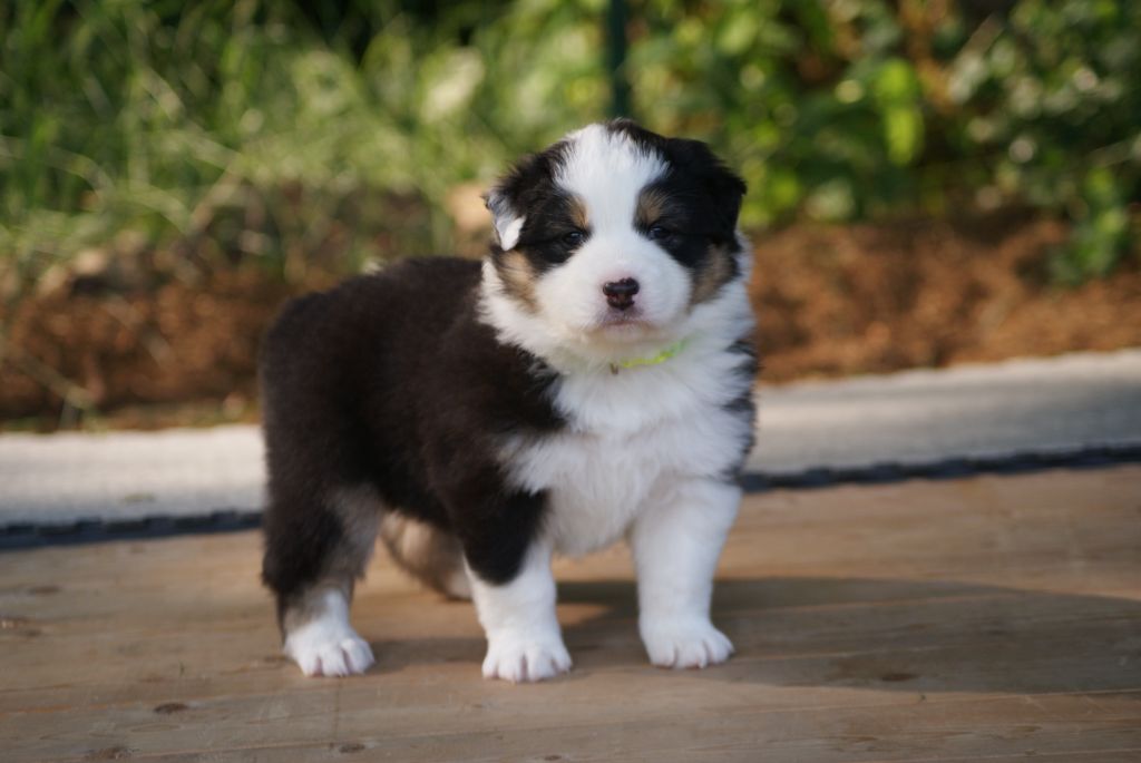 De L'étoile Des Louves - Chiots disponibles - Berger Australien