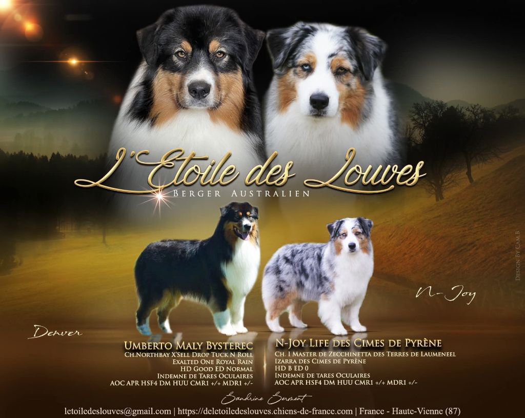 De L'étoile Des Louves - Berger Australien - Portée née le 05/08/2023