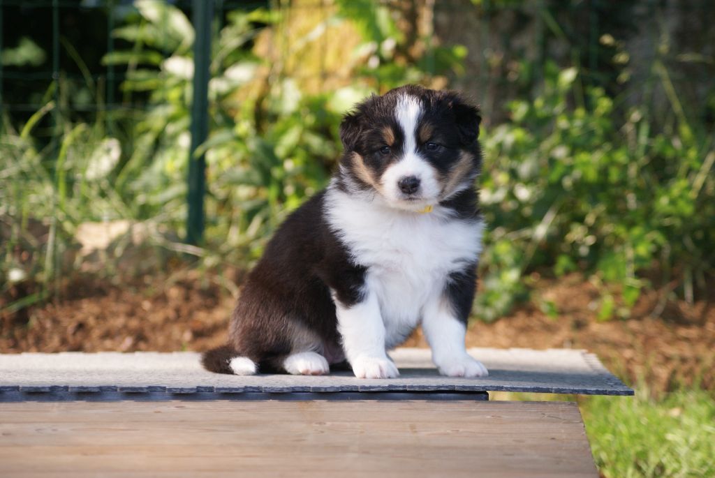 De L'étoile Des Louves - Chiots disponibles - Berger Australien
