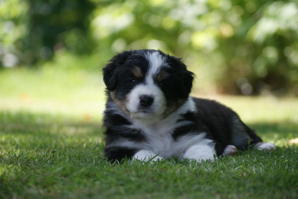 De L'étoile Des Louves - Chiots disponibles - Berger Australien