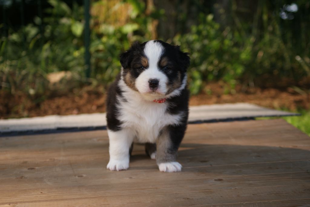 De L'étoile Des Louves - Chiots disponibles - Berger Australien