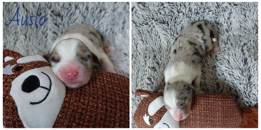 De L'étoile Des Louves - Chiots disponibles - Berger Australien