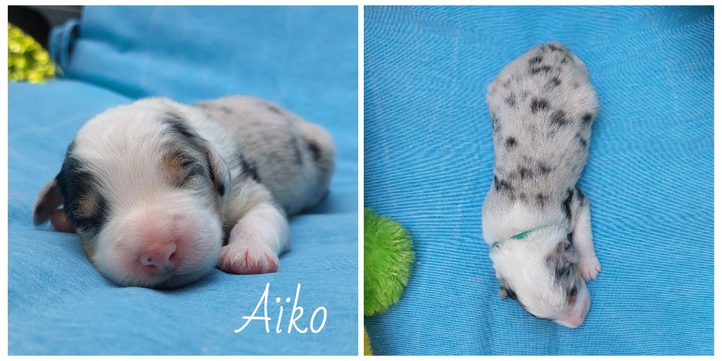 De L'étoile Des Louves - Chiots disponibles - Berger Australien