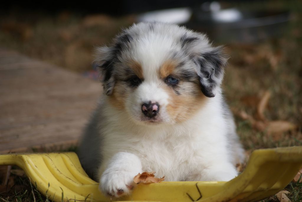De L'étoile Des Louves - Chiots disponibles - Berger Australien