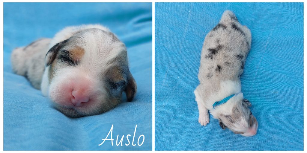 De L'étoile Des Louves - Chiots disponibles - Berger Australien