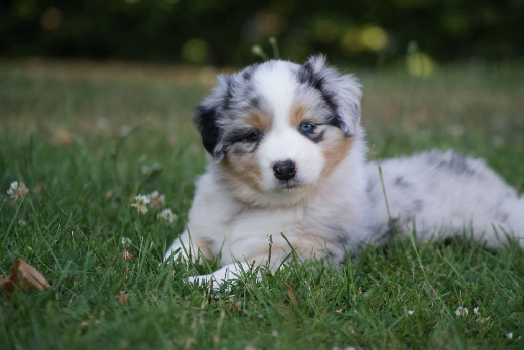 De L'étoile Des Louves - Chiots disponibles - Berger Australien