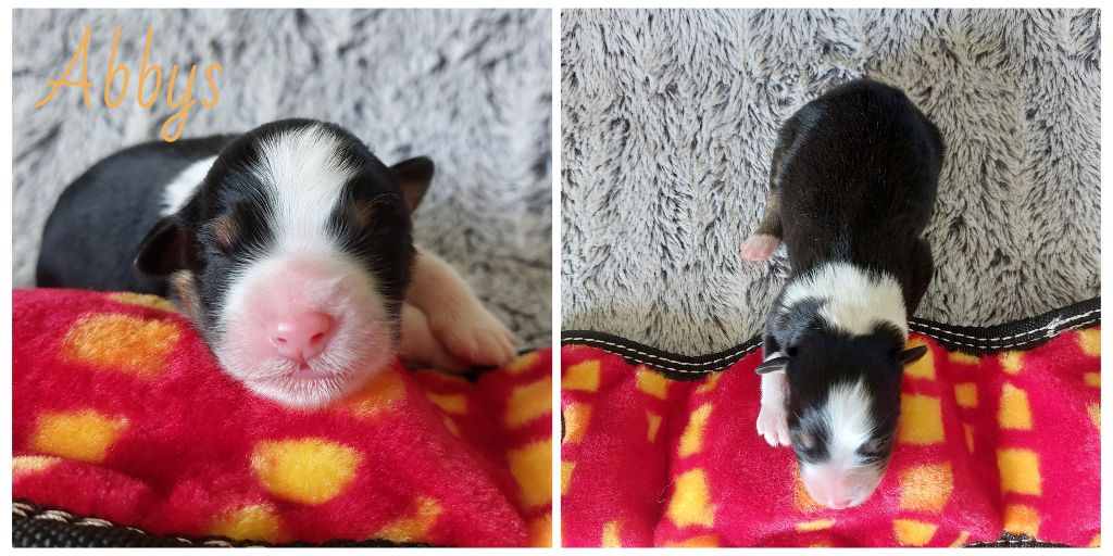 De L'étoile Des Louves - Chiots disponibles - Berger Australien