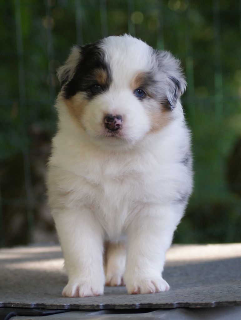 De L'étoile Des Louves - Chiots disponibles - Berger Australien