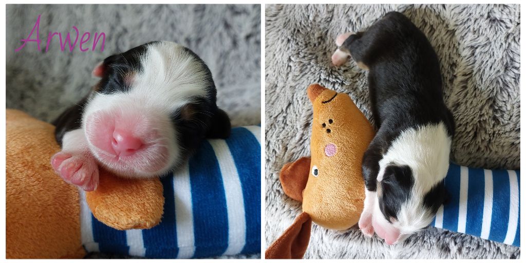 De L'étoile Des Louves - Chiots disponibles - Berger Australien