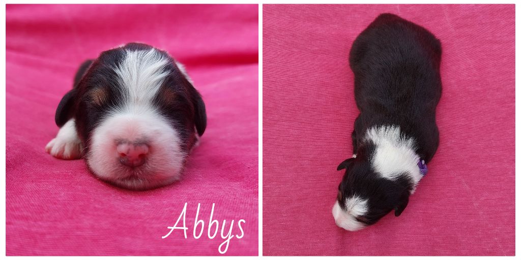 De L'étoile Des Louves - Chiots disponibles - Berger Australien