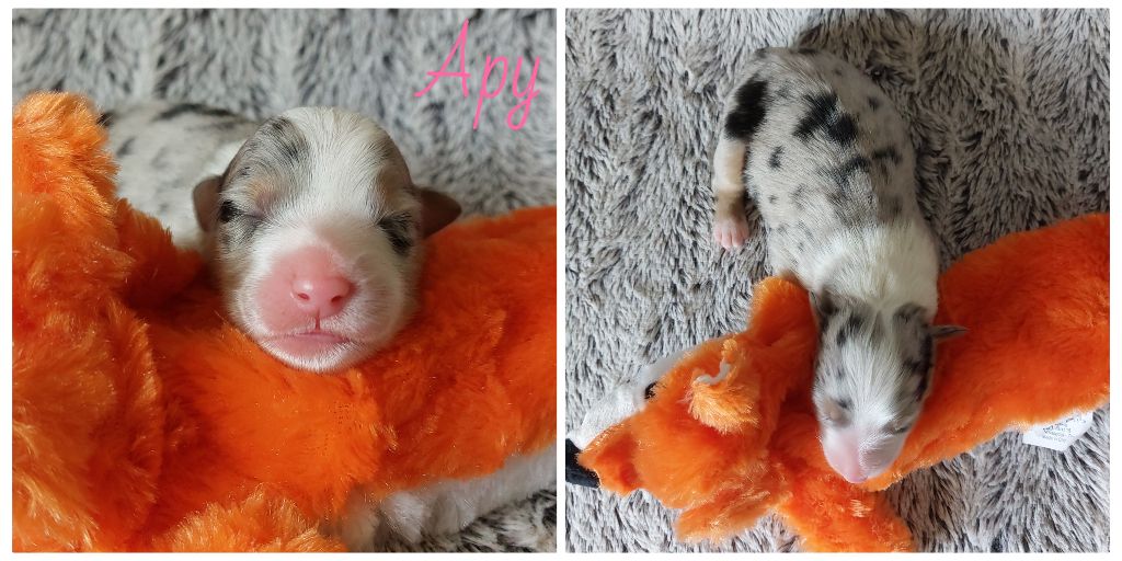 De L'étoile Des Louves - Chiots disponibles - Berger Australien