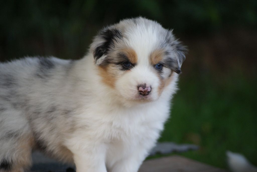 De L'étoile Des Louves - Chiots disponibles - Berger Australien