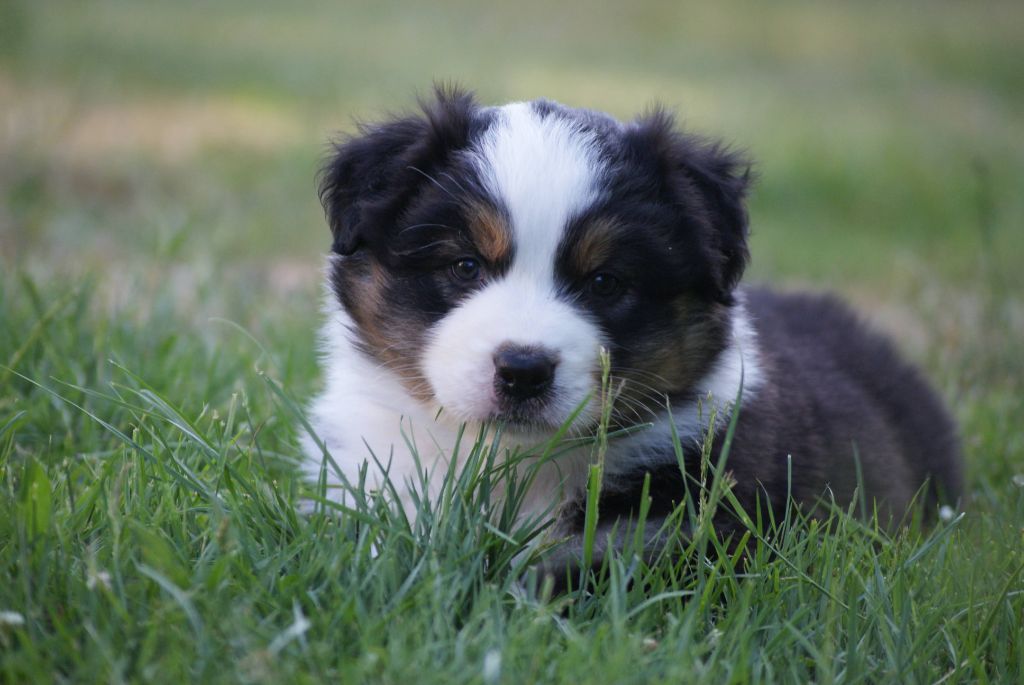 De L'étoile Des Louves - Chiots disponibles - Berger Australien