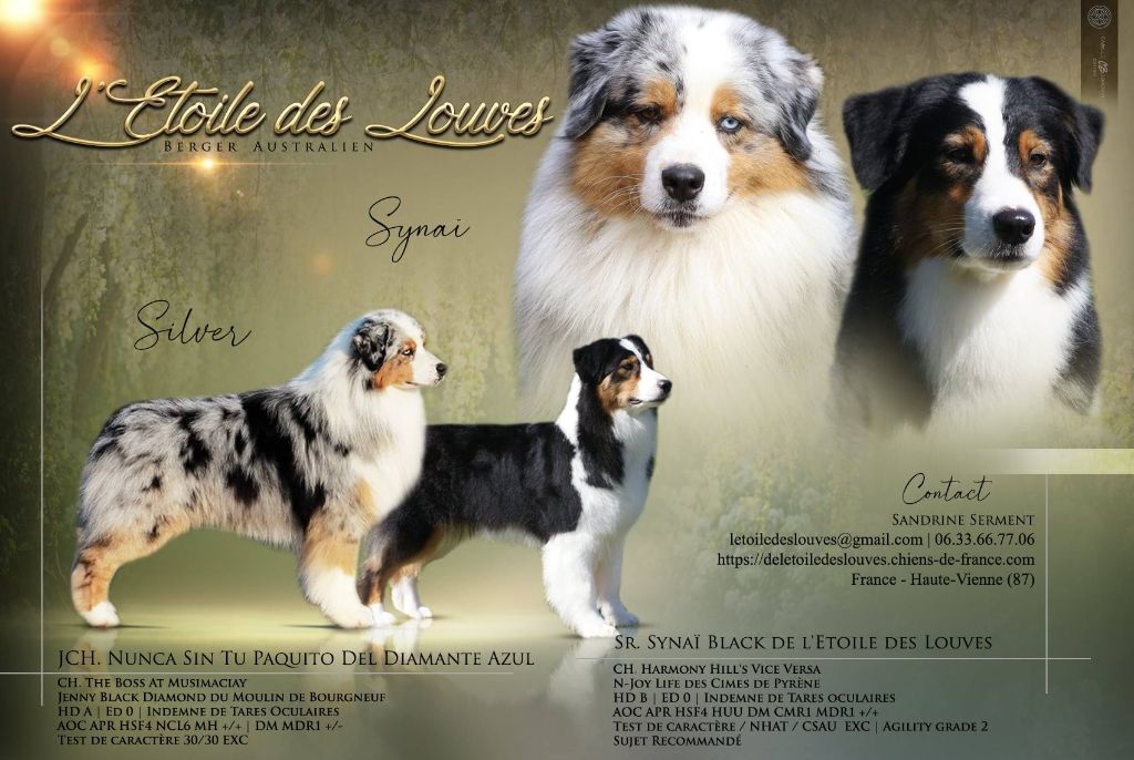 Chiot Berger Australien De L'étoile Des Louves