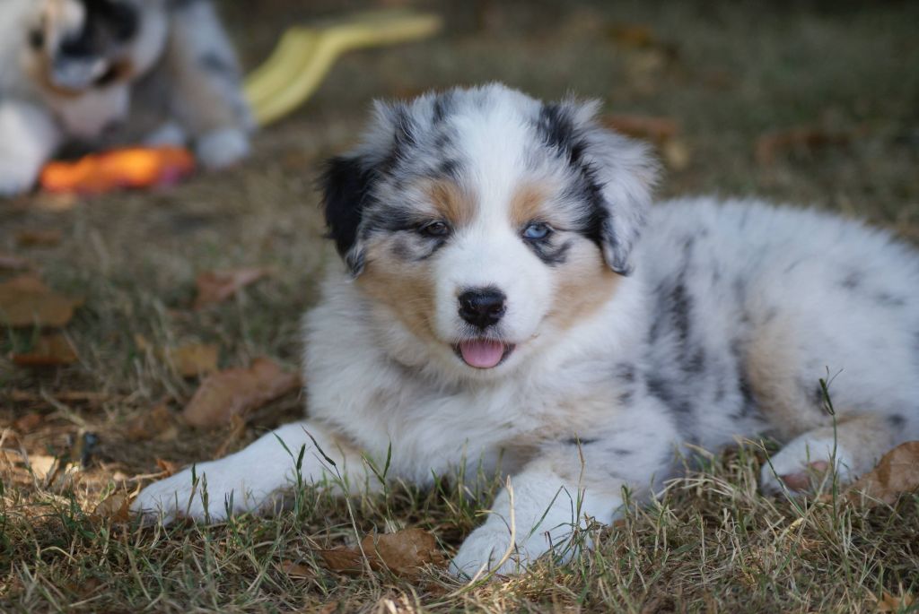 De L'étoile Des Louves - Chiots disponibles - Berger Australien