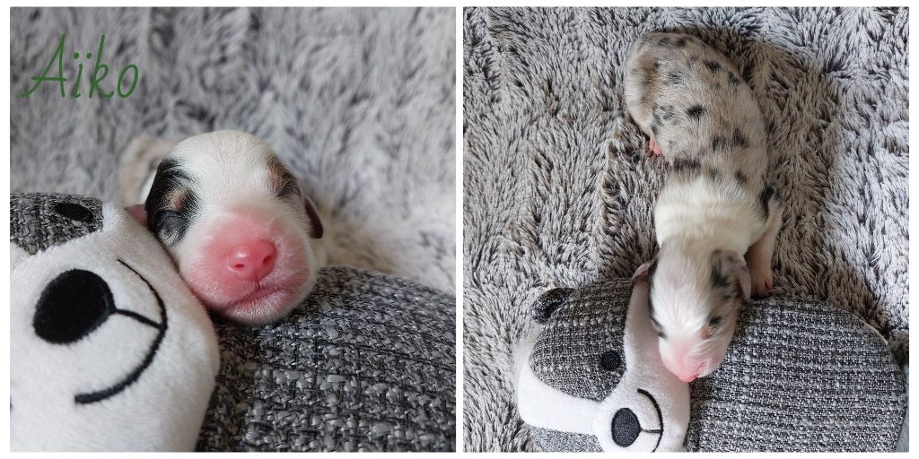 De L'étoile Des Louves - Chiots disponibles - Berger Australien