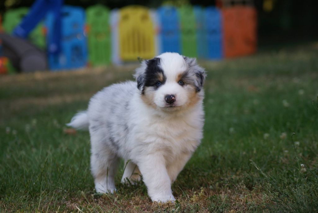 De L'étoile Des Louves - Chiots disponibles - Berger Australien