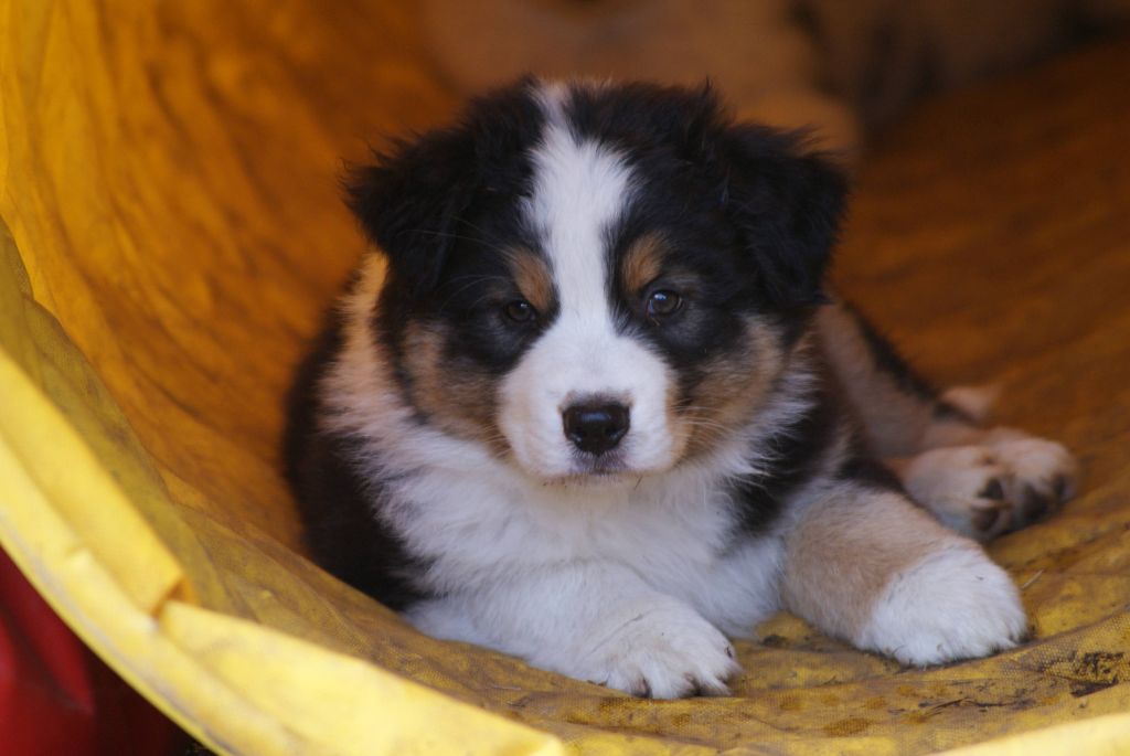 De L'étoile Des Louves - Chiots disponibles - Berger Australien