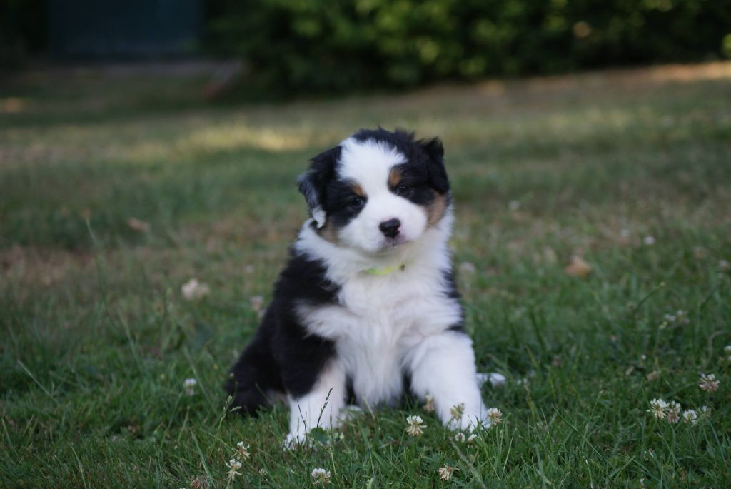 De L'étoile Des Louves - Chiots disponibles - Berger Australien
