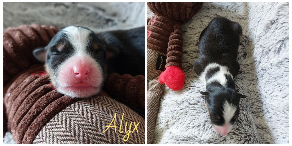 De L'étoile Des Louves - Chiots disponibles - Berger Australien