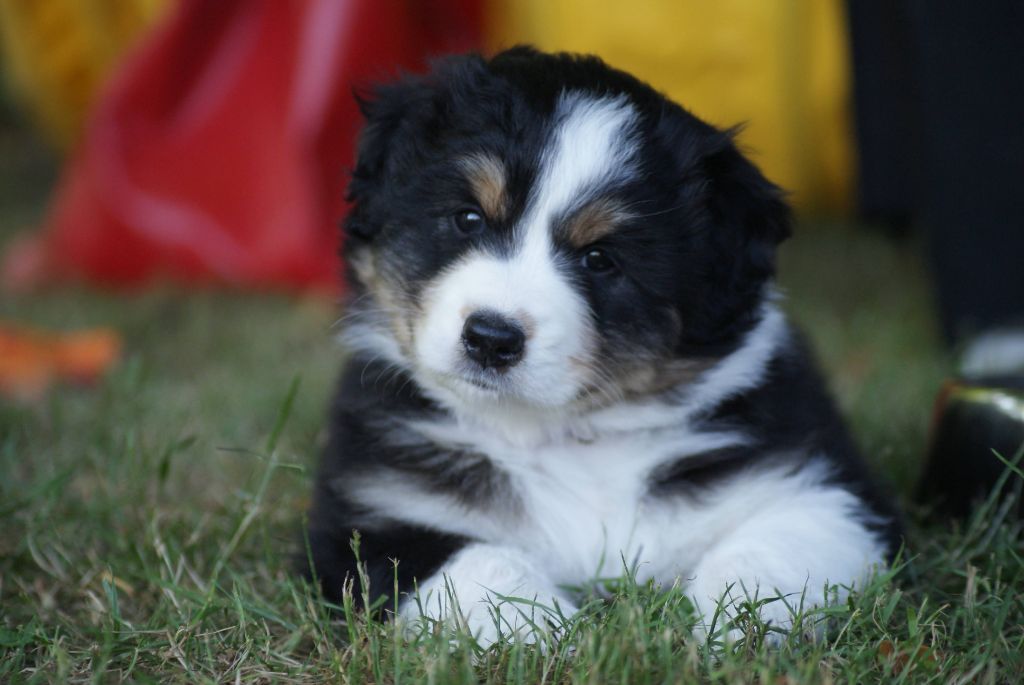 De L'étoile Des Louves - Chiots disponibles - Berger Australien