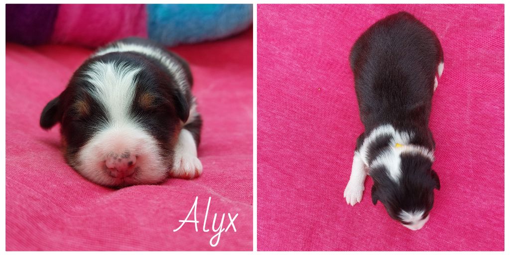 De L'étoile Des Louves - Chiots disponibles - Berger Australien
